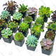 Succulent Plants (20 Pack) | $40 | Amazon